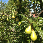 Bartlett pears on the tree.