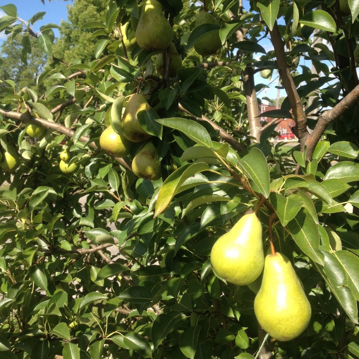 Bartlett pears on the tree.