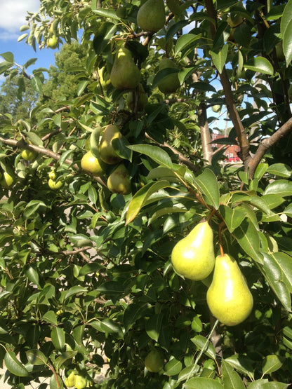 Bartlett Pear