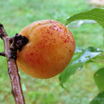 Debbie's Gold Apricot