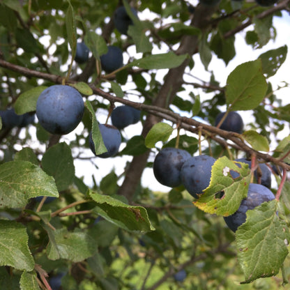 Krikon Damson European Plum