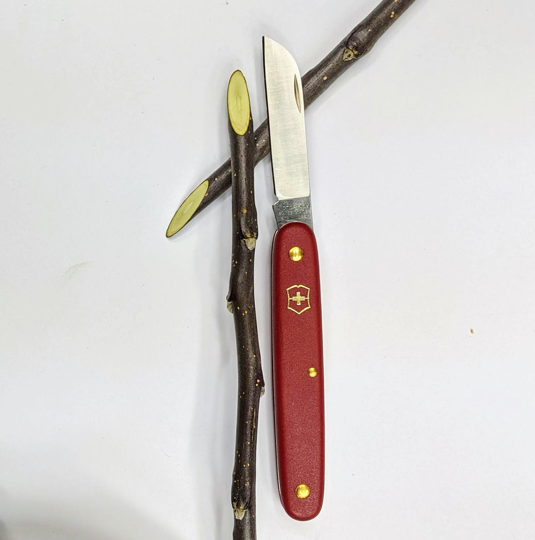Grafting Knife beside cut scionwood