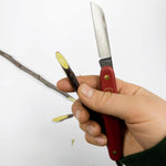 Grafting Knife held in someone's hand