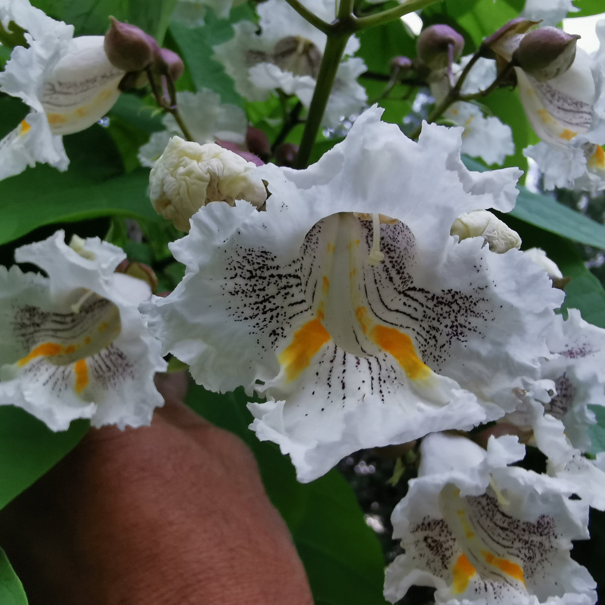 Northern Catalpa - blossoms