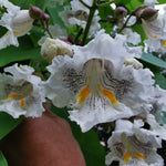 Northern Catalpa - blossoms