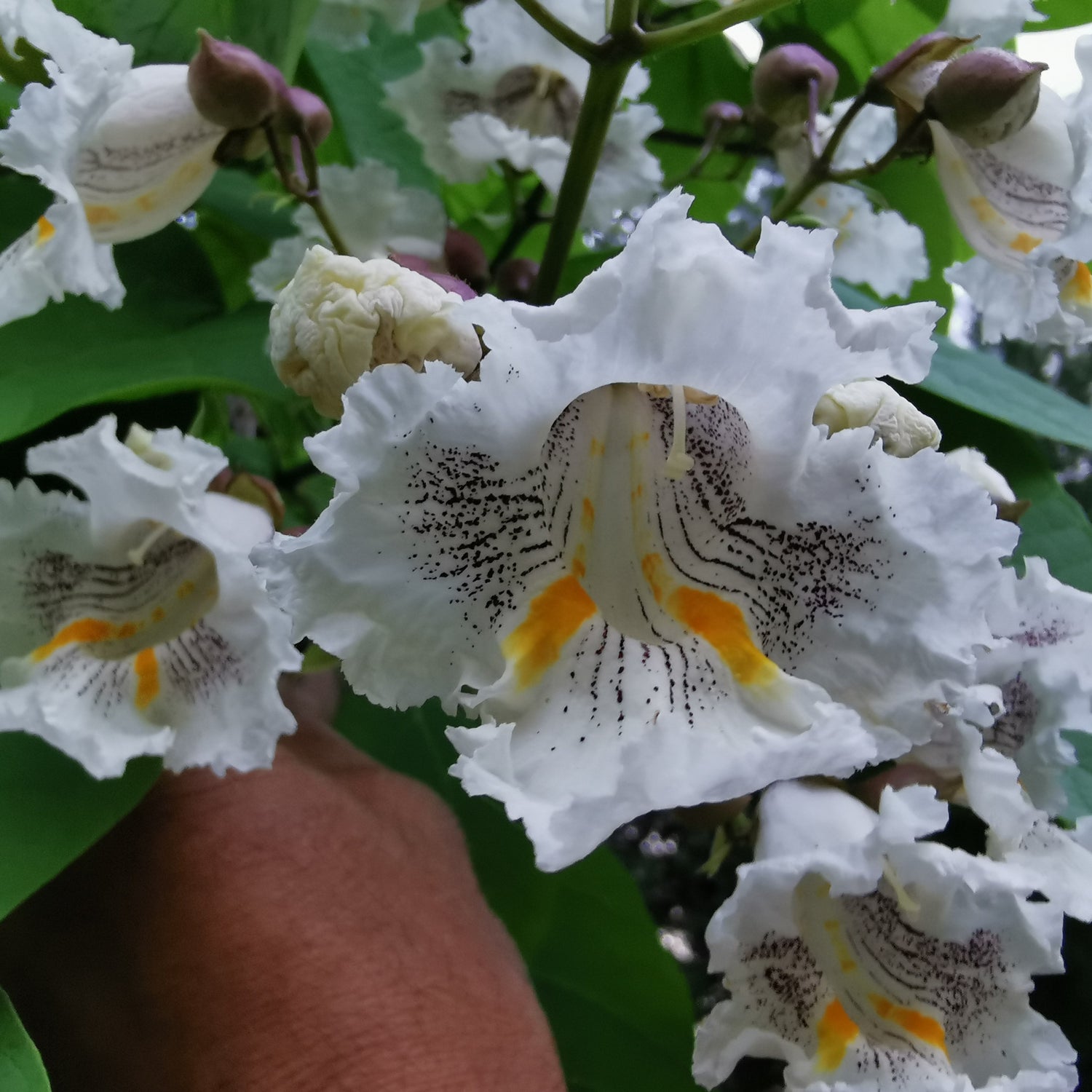 Northern Catalpa - blossoms