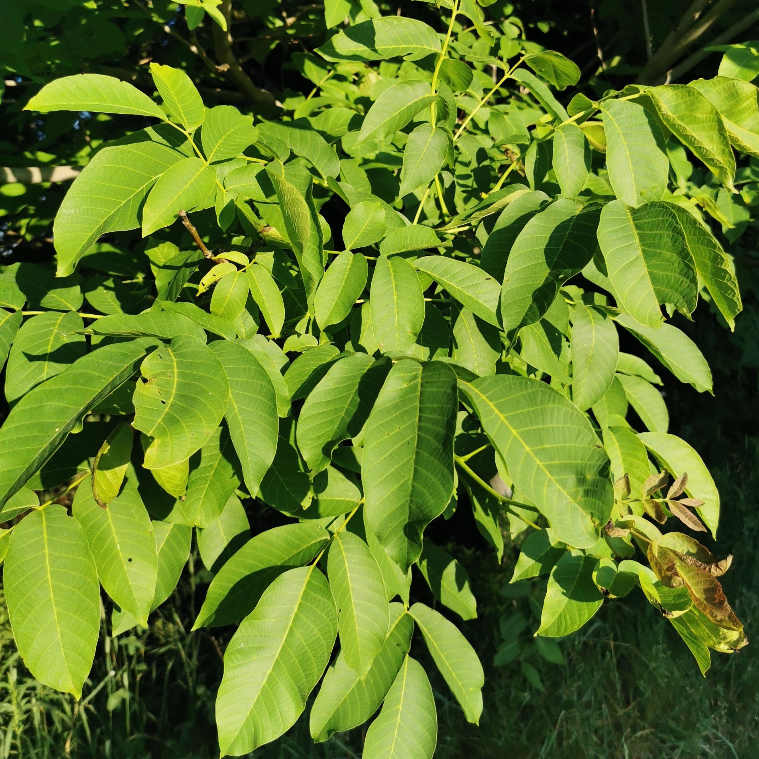 English Walnut Seedling – Silver Creek Nursery Ltd.