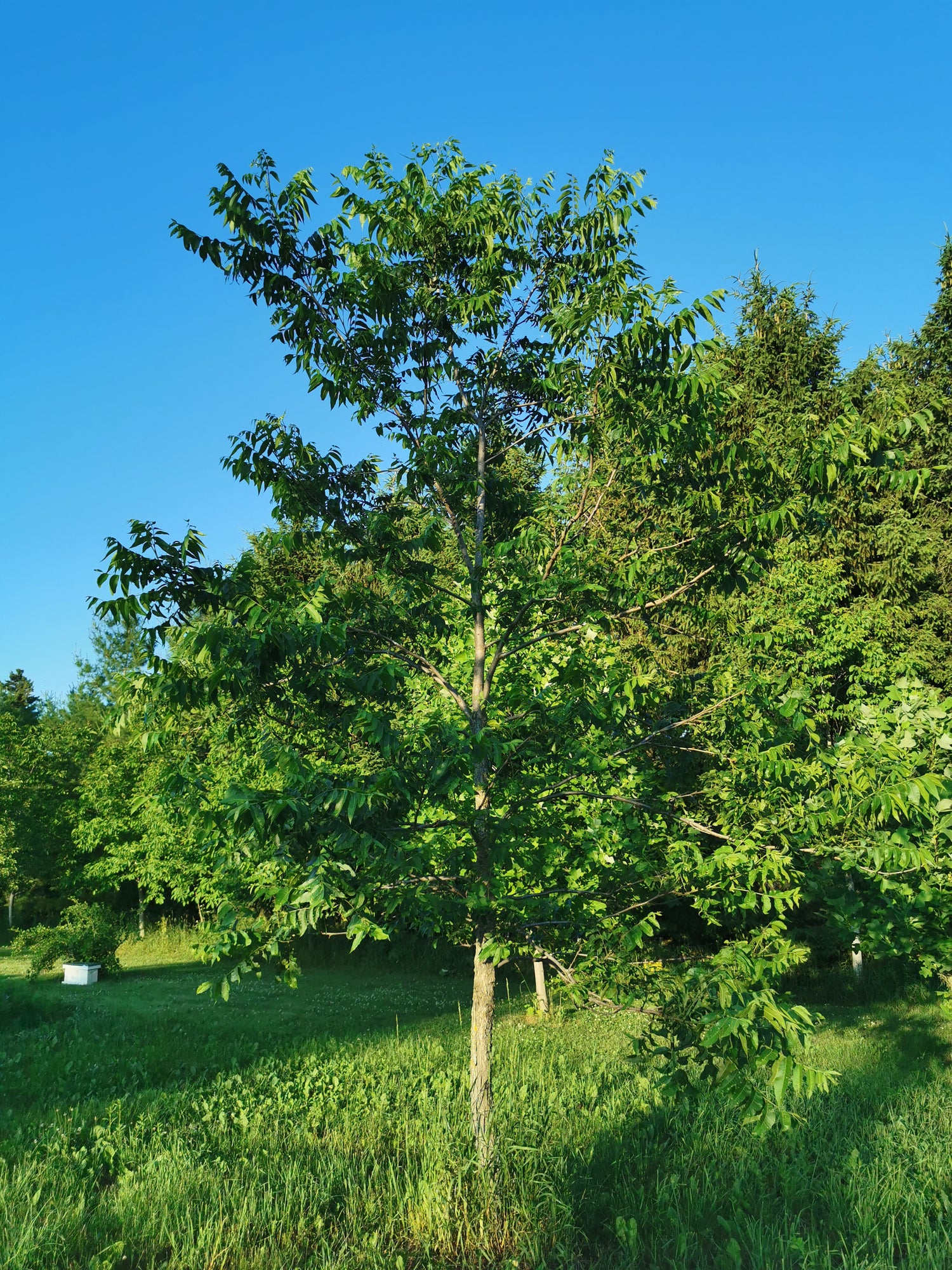 English Walnut tree