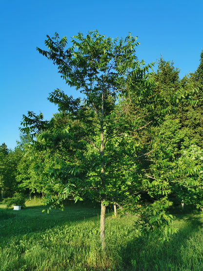 English Walnut Seedling