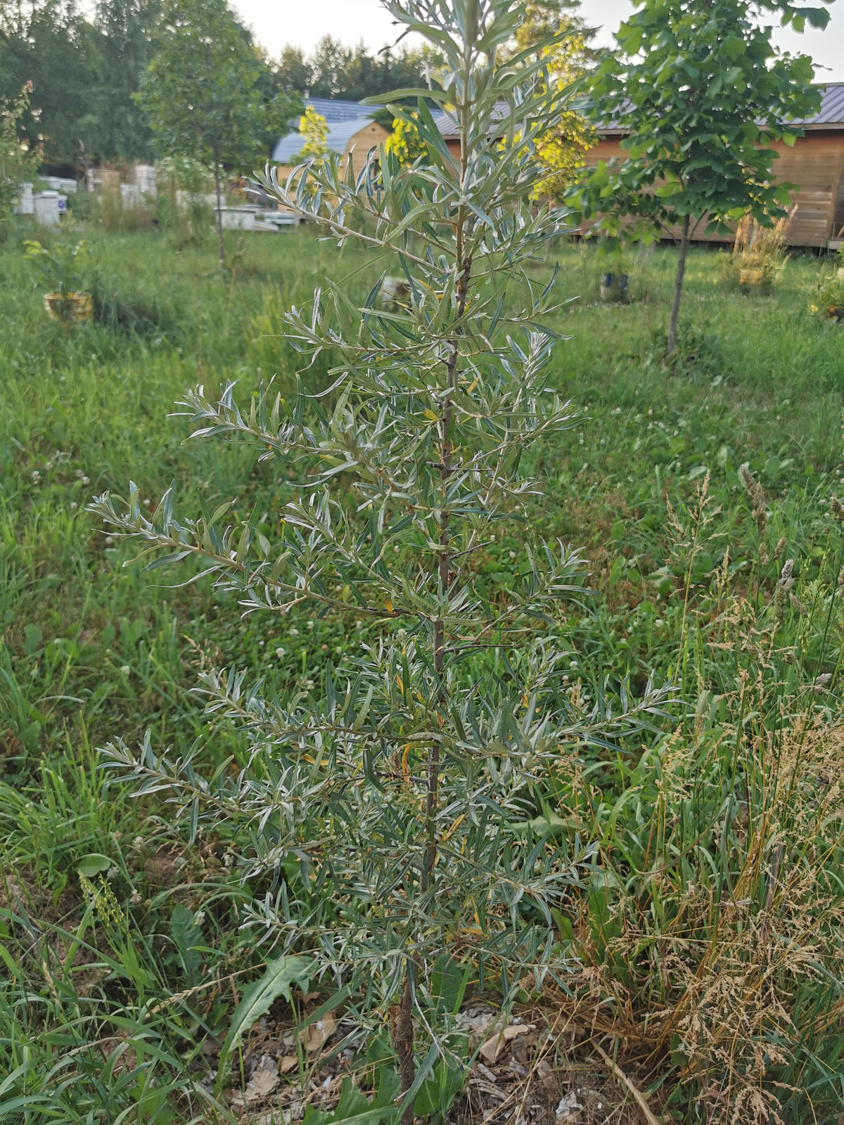 Sea Buckthorn Seedling - wild