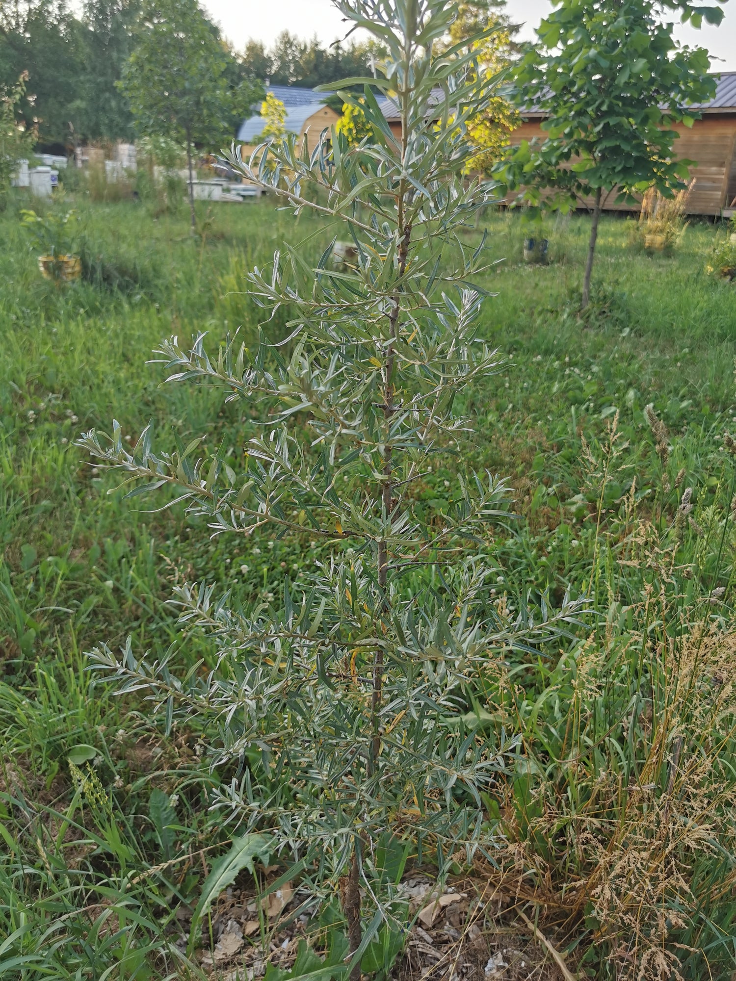 Sea Buckthorn Seedling - wild