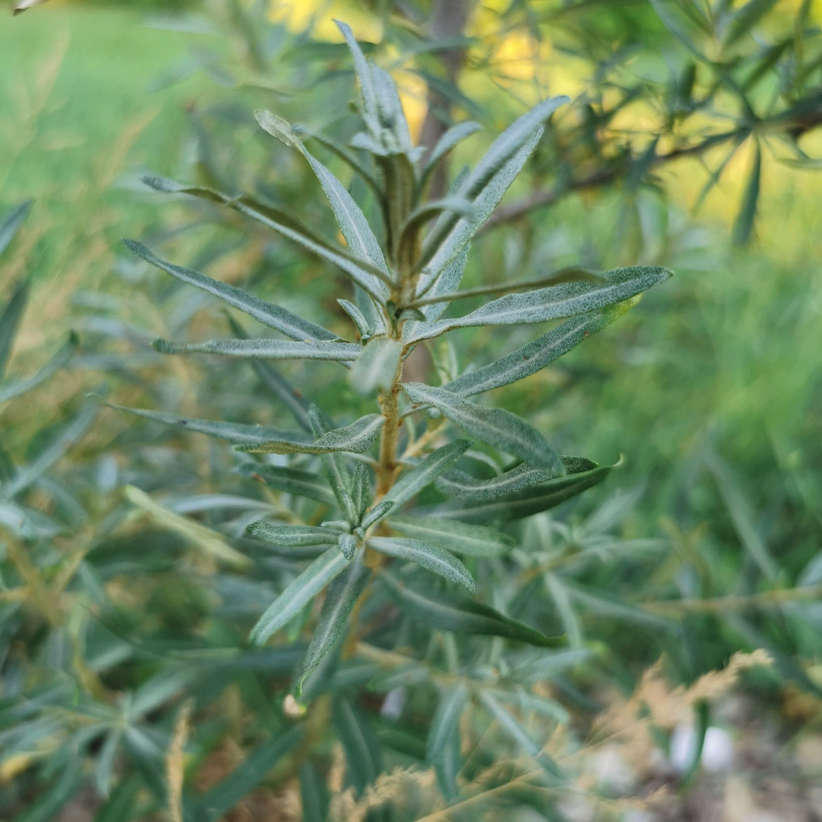 Pollmix Sea Buckthorn (Male)