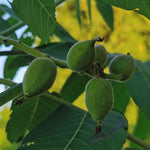 Heartnut Seedling - mature tree with nuts