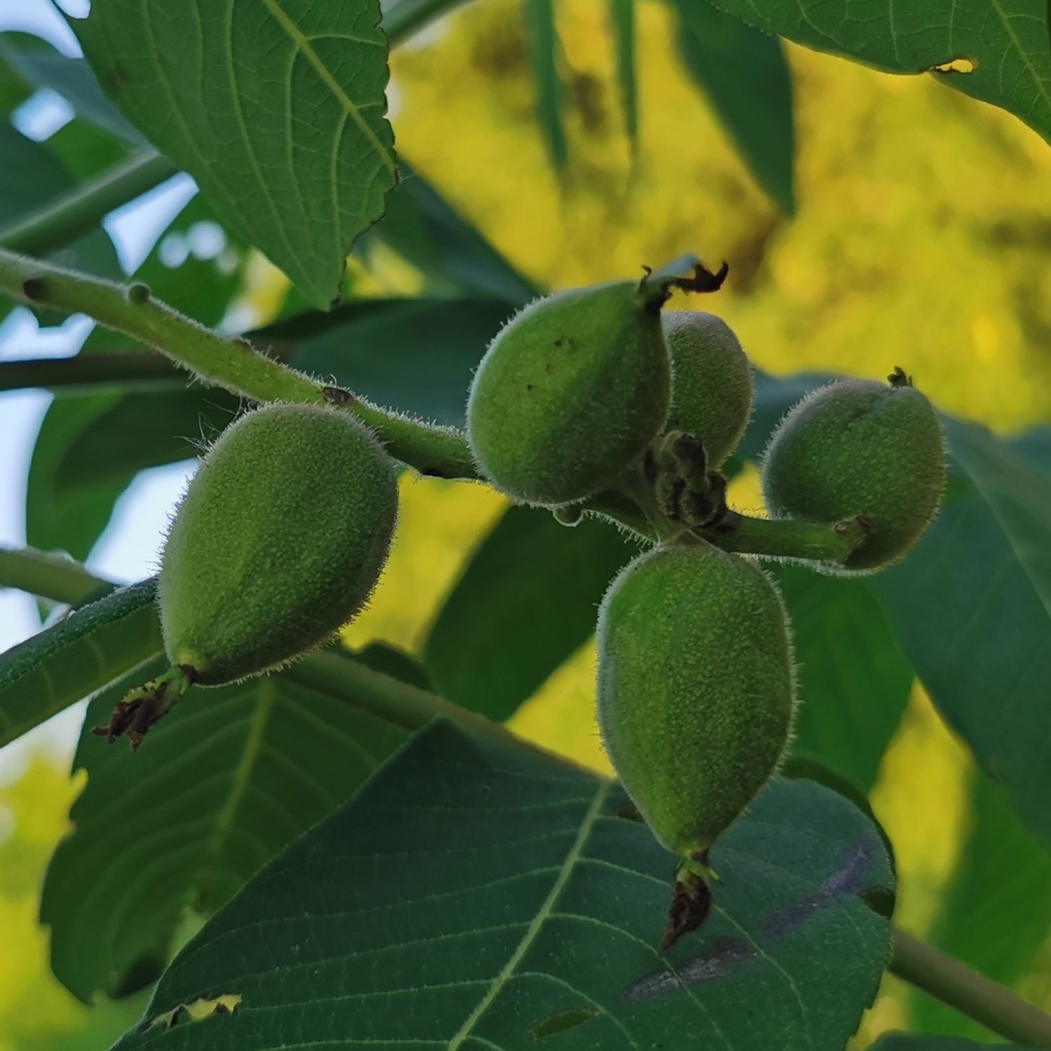 Heartnut Seedling - mature tree with nuts
