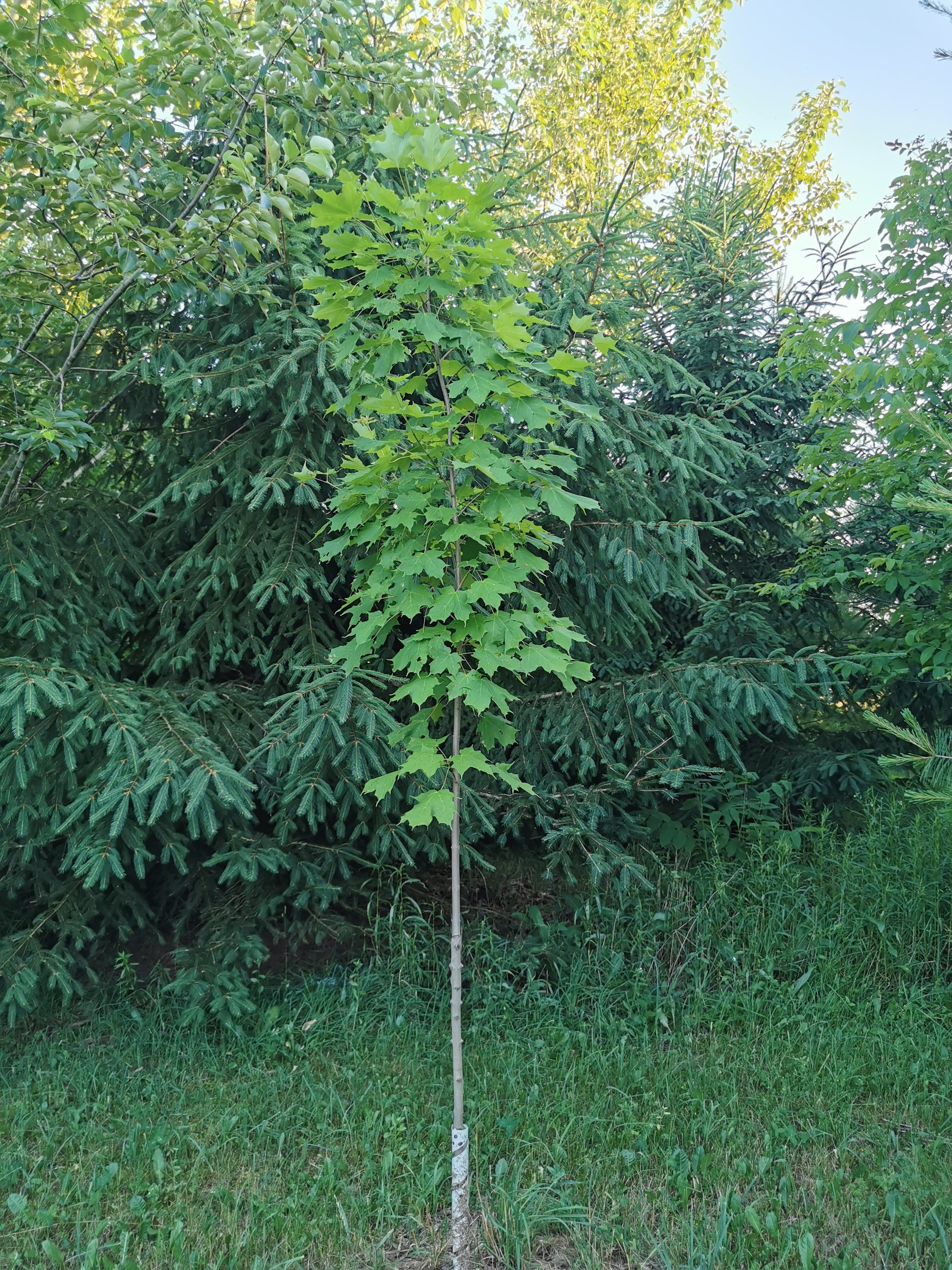 young maple tree