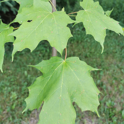 Sugar Maple Seedling