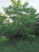 black walnut tree growing on a farm.