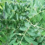 Black Walnut  leaves closeup.