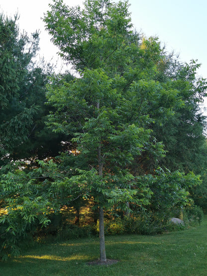 Ultra Northern Pecan Seedling