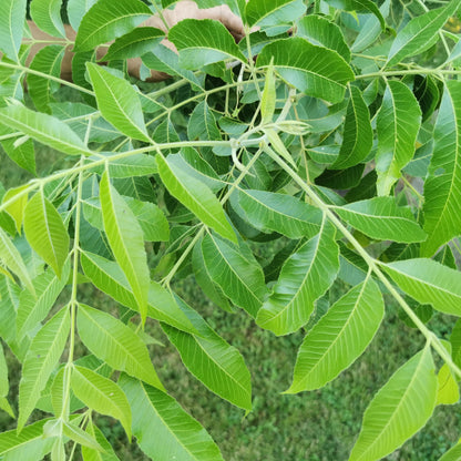 Ultra Northern Pecan Seedling