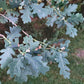 English Oak Seedling