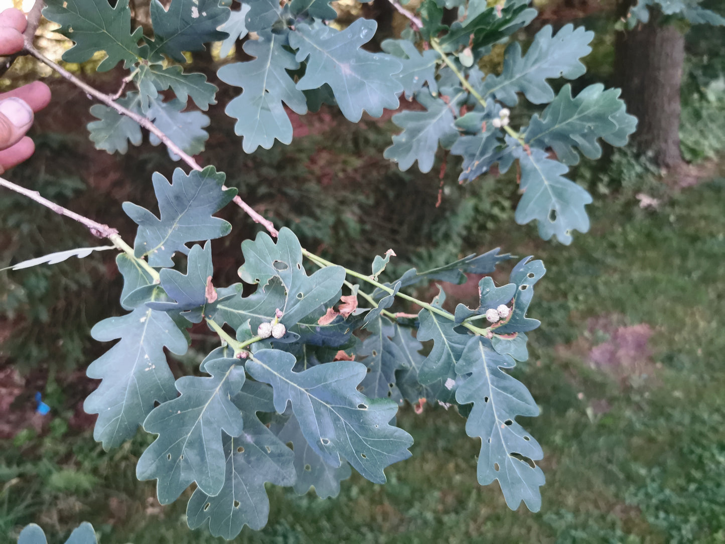 English Oak Seedling