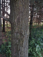 English Oak - bark