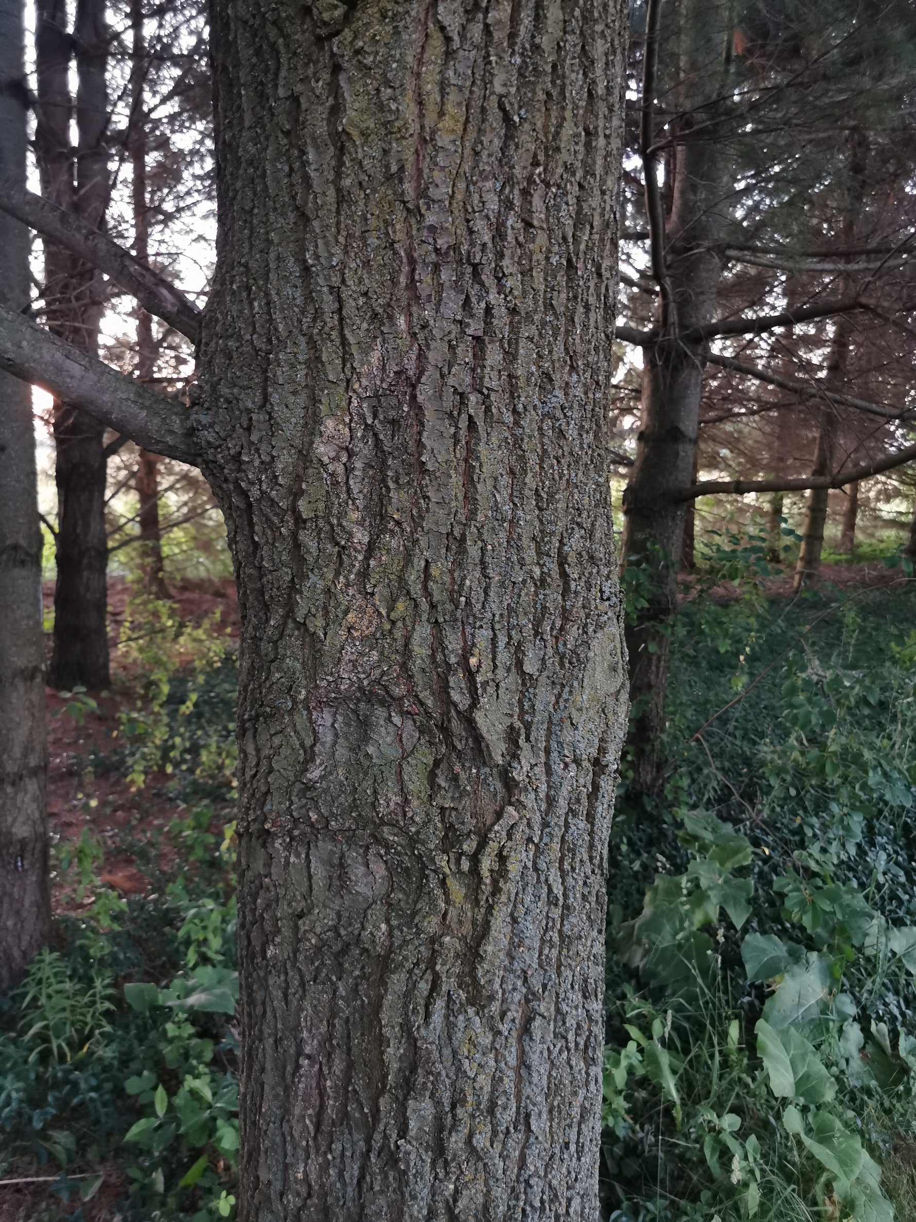 English Oak - bark