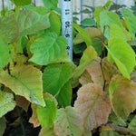 American Hazelnut leaves