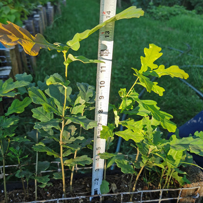 English Oak Seedling