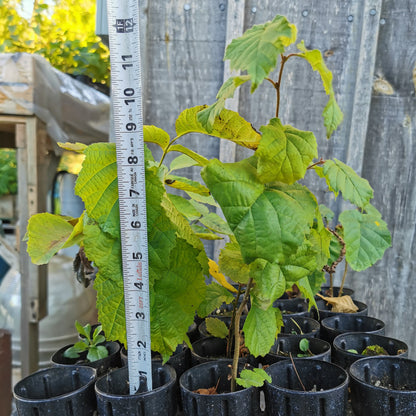 Asian Hazelnut Seedling