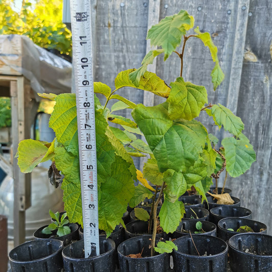 Asian Hazelnut Seedling Bareroot