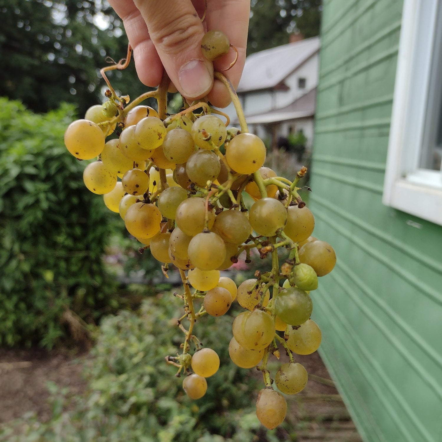 Osceola Muscat Grape bunch