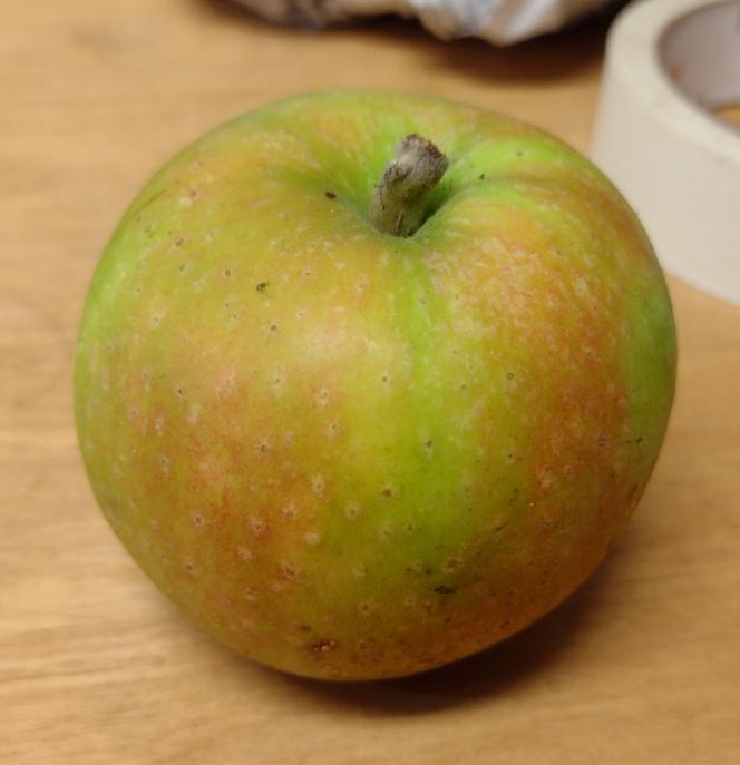 Golden Nugget Apple