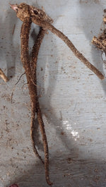 Elecampane - root