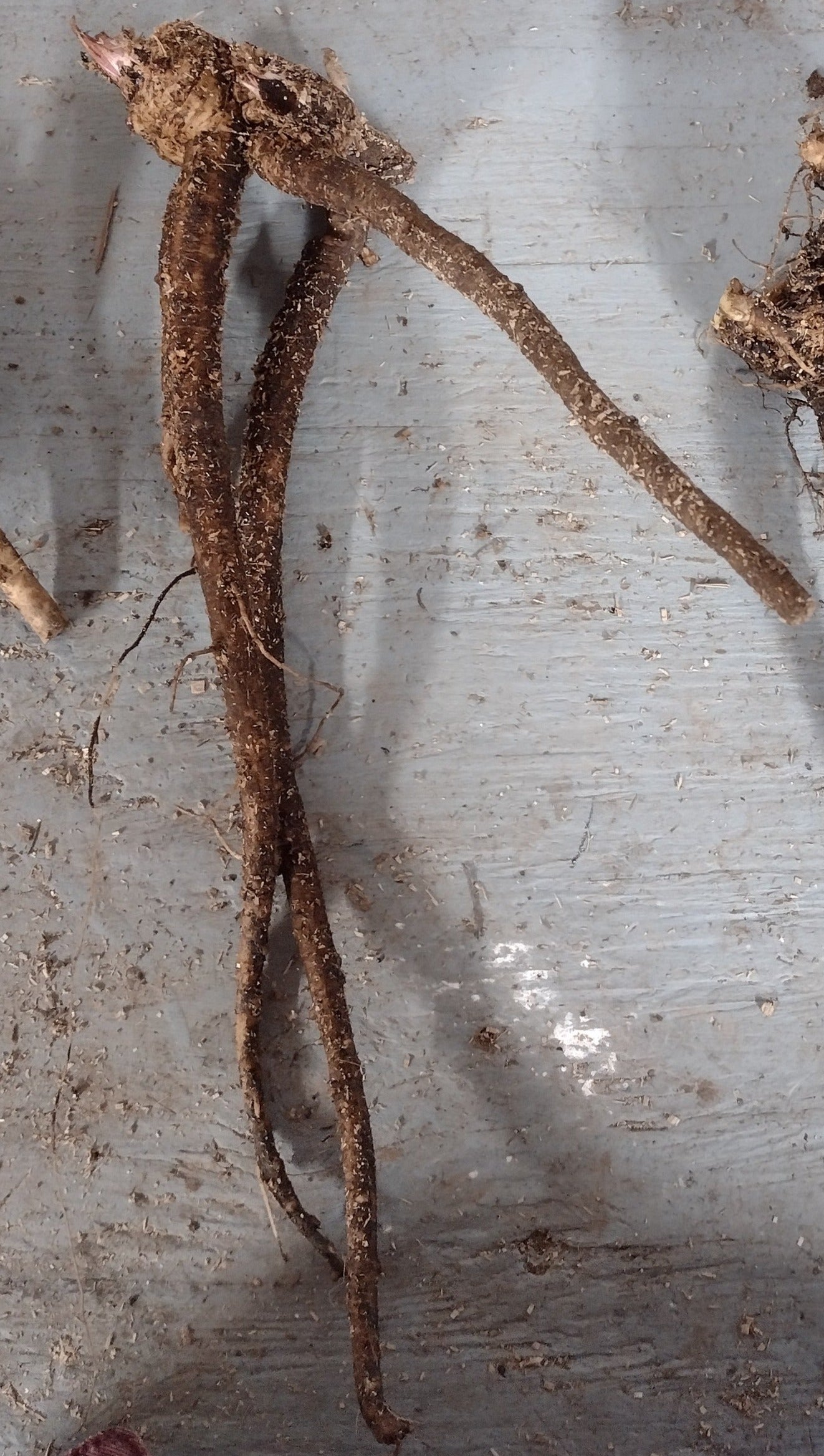 Elecampane - root