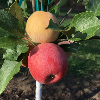 Douce de Charlevoix Apple