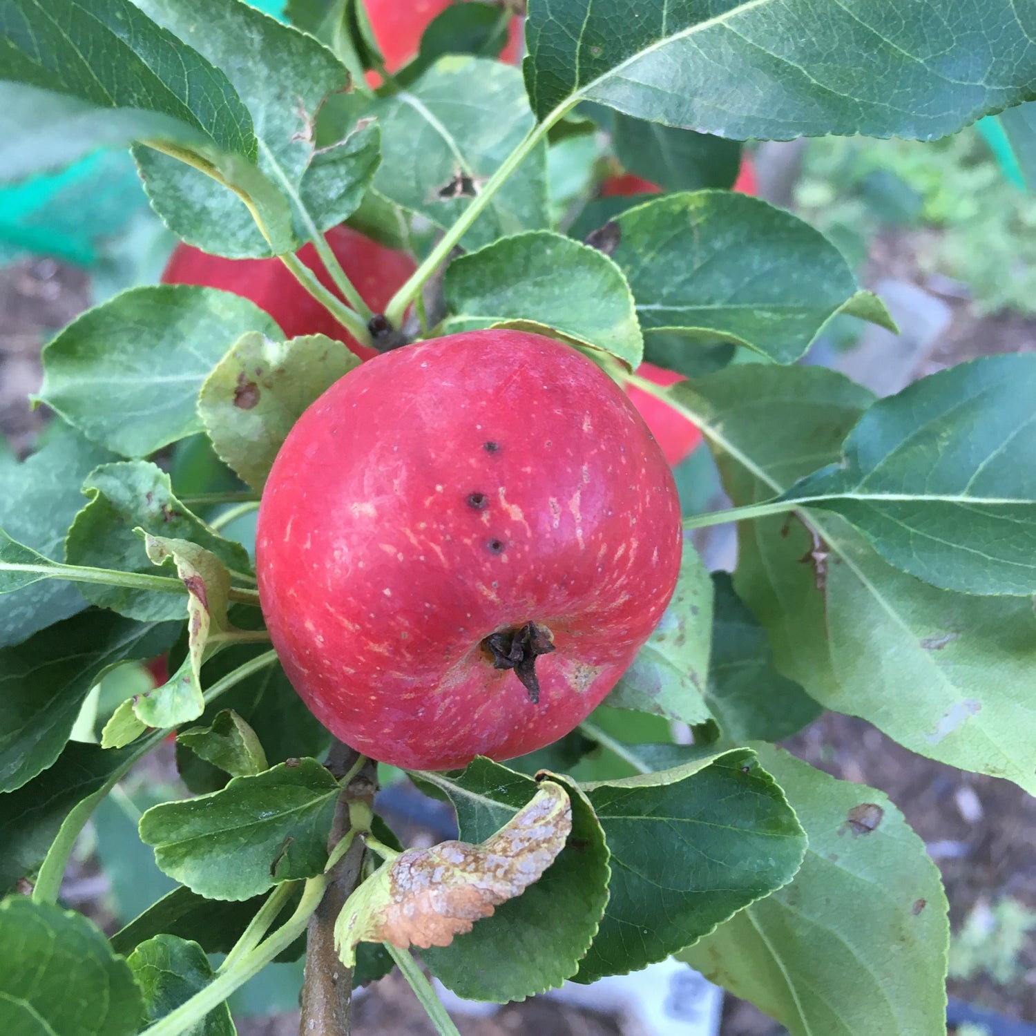 Trail (aka Bilodeau) Crabapple