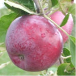Jerseymac Apple