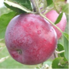 Jerseymac Apple