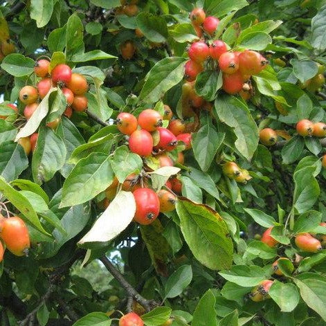 John Downie Crabapple