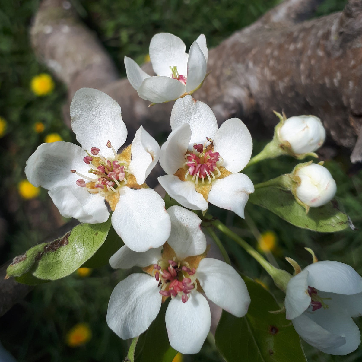 Jules d'Airoles Pear blossoms