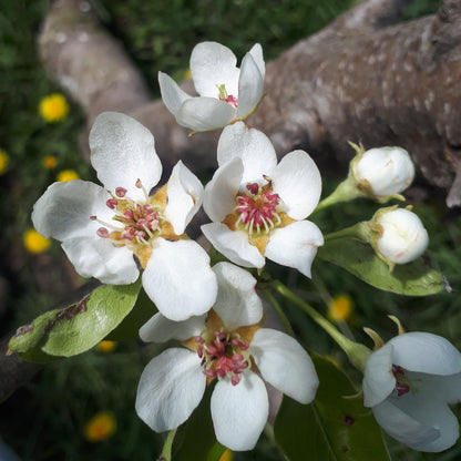 Jules d'Airoles Pear blossoms