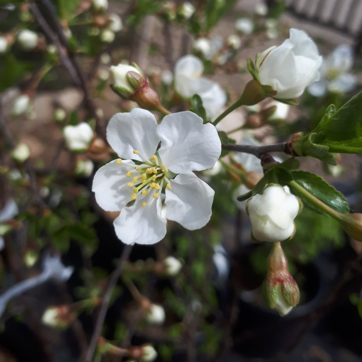 Juliet Dwarf Sour Cherry Bush - blossoms