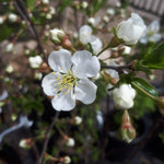 Juliet Dwarf Sour Cherry Bush - blossoms