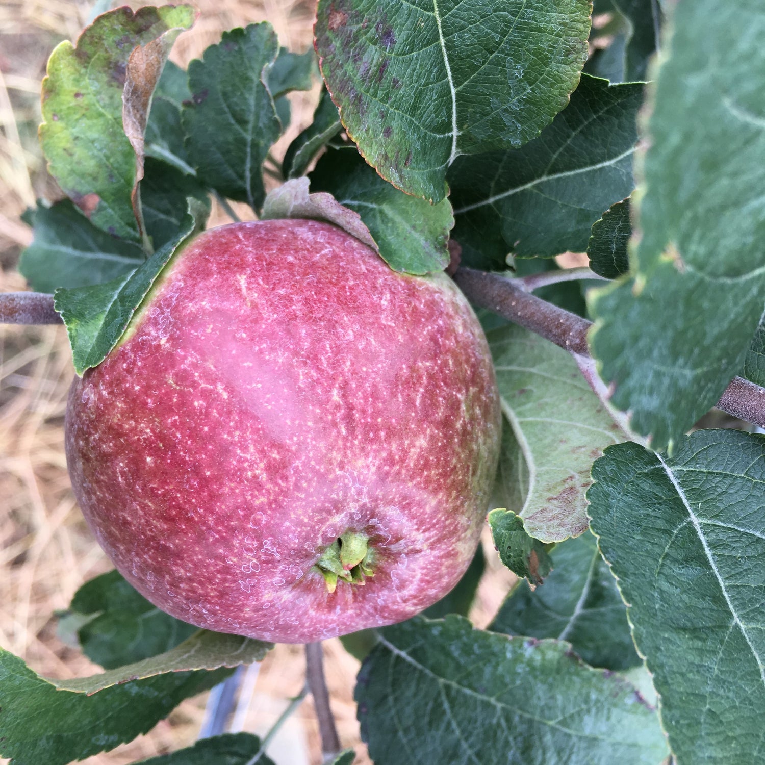 Kingston Black Apple Bareroot