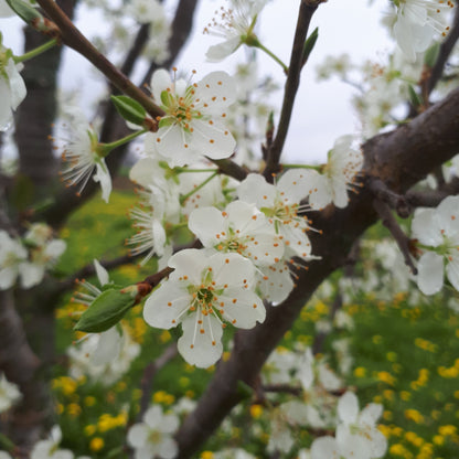 Late Italian European Plum - blossoms