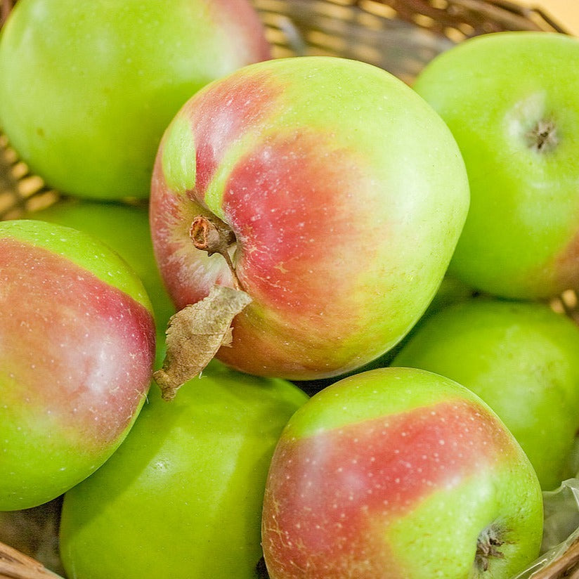 Brettacher Sämling Apples in a basket.