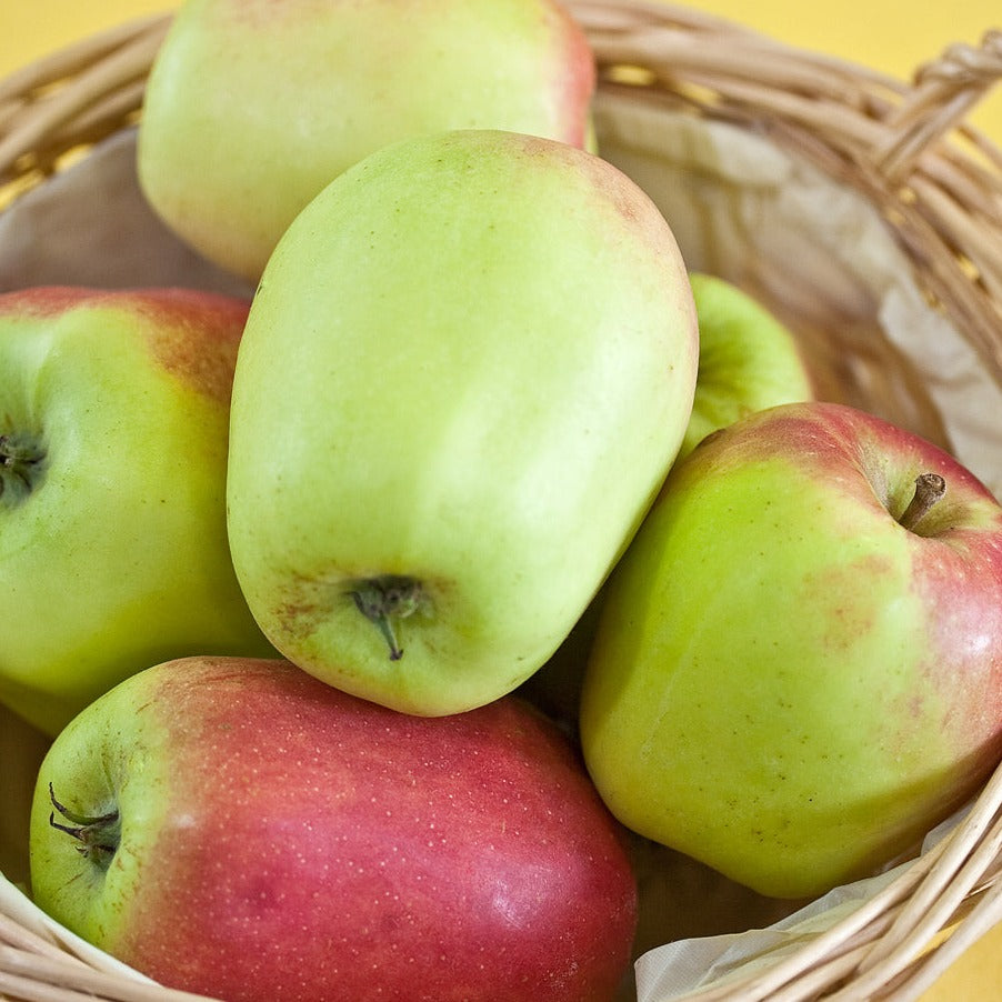 Kandil Sinap Apple - oblong kandil sinap