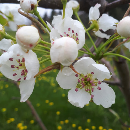 Meigetsu Asian Pear